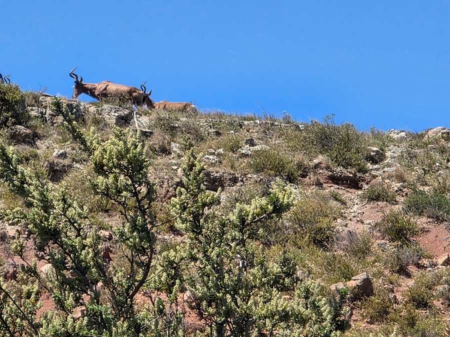 8 Bedroom Property for Sale in Bethlehem Rural Free State